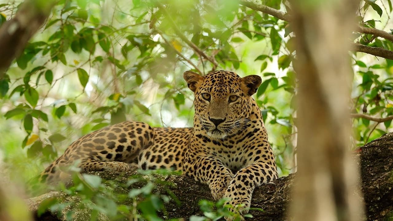 Cubierta de Sri Lanka salvaje. El reino del leopardo