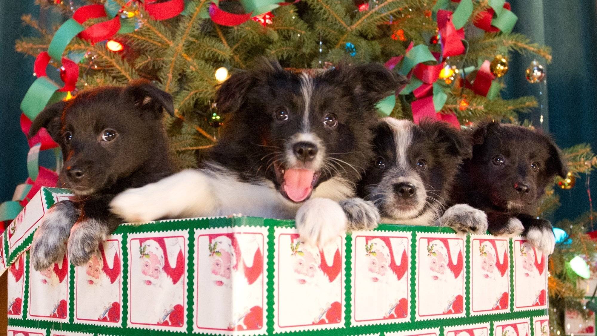 Cubierta de 12 Dogs of Christmas: Great Puppy Rescue