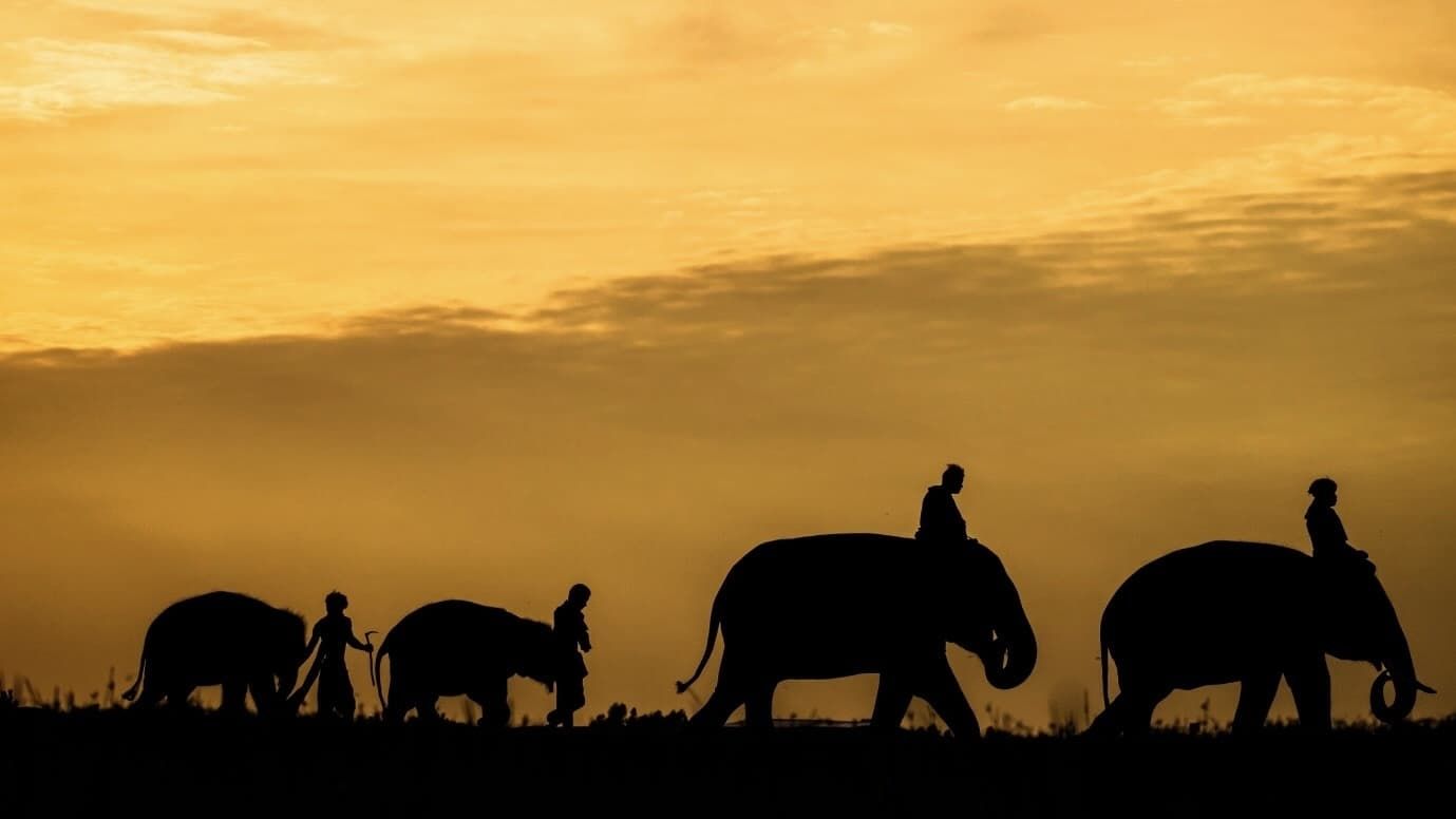 Cubierta de El cuidador y el elefante