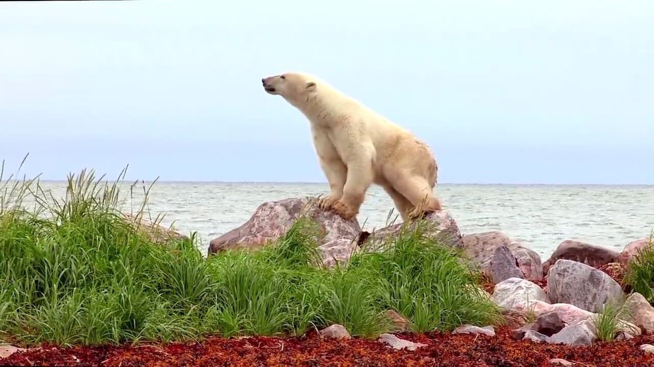 Cubierta de Polar Bears: A Summer Odyssey