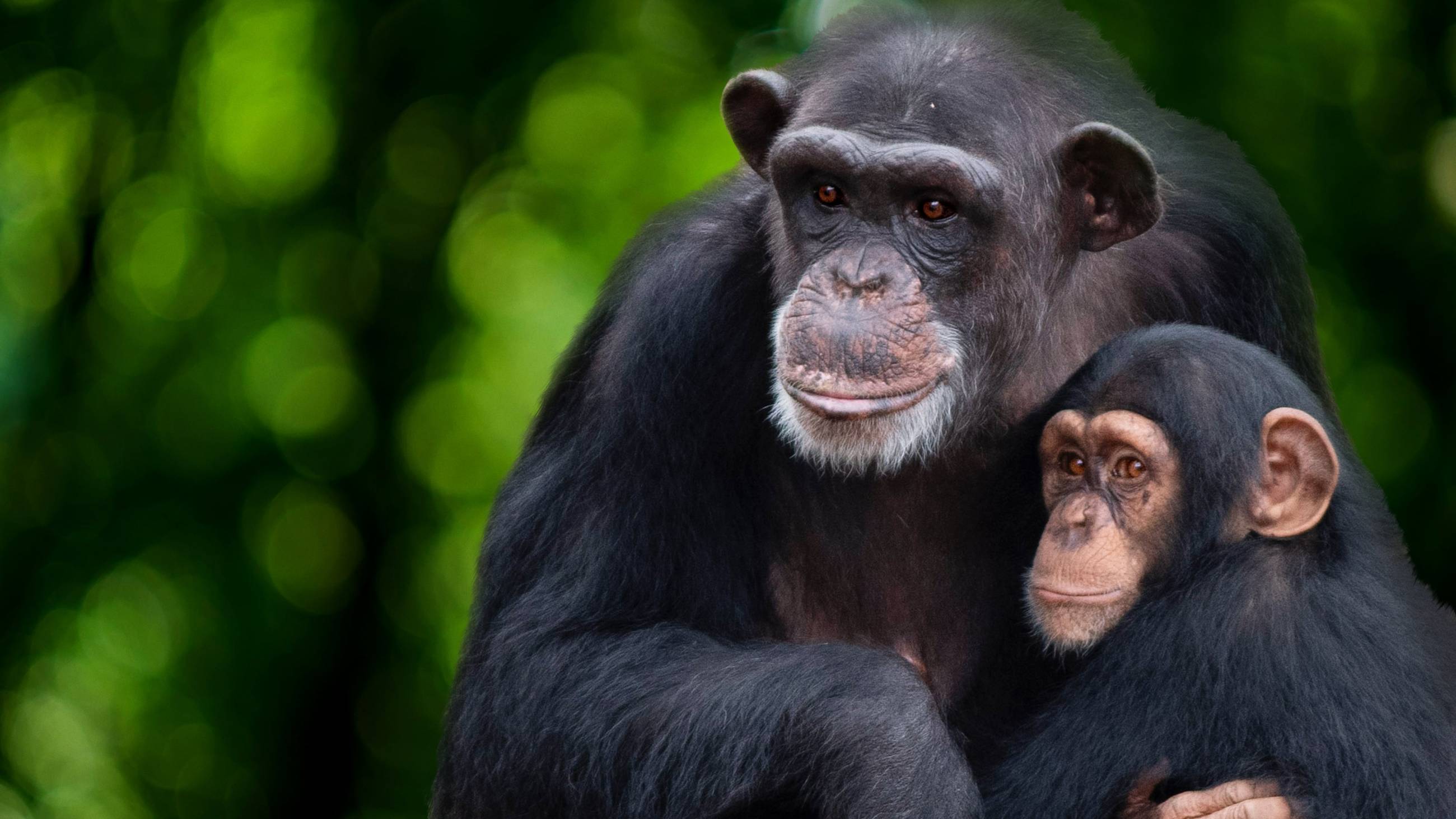 Cubierta de Santuario de chimpancés