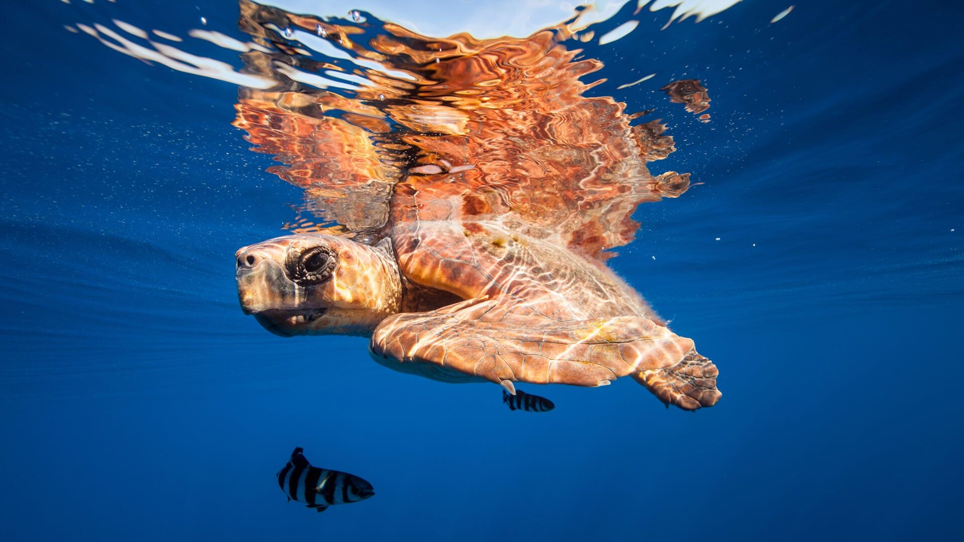 Cubierta de The Canary Islands