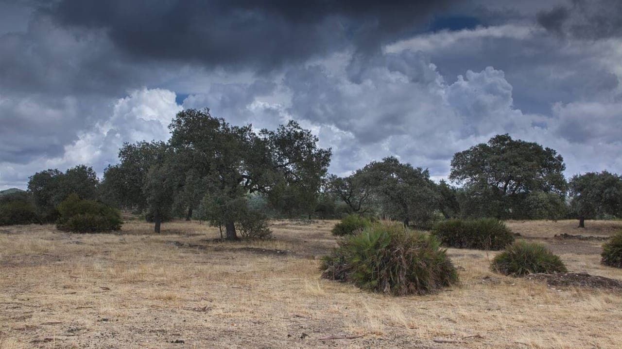 Cubierta de Wildes Spanien