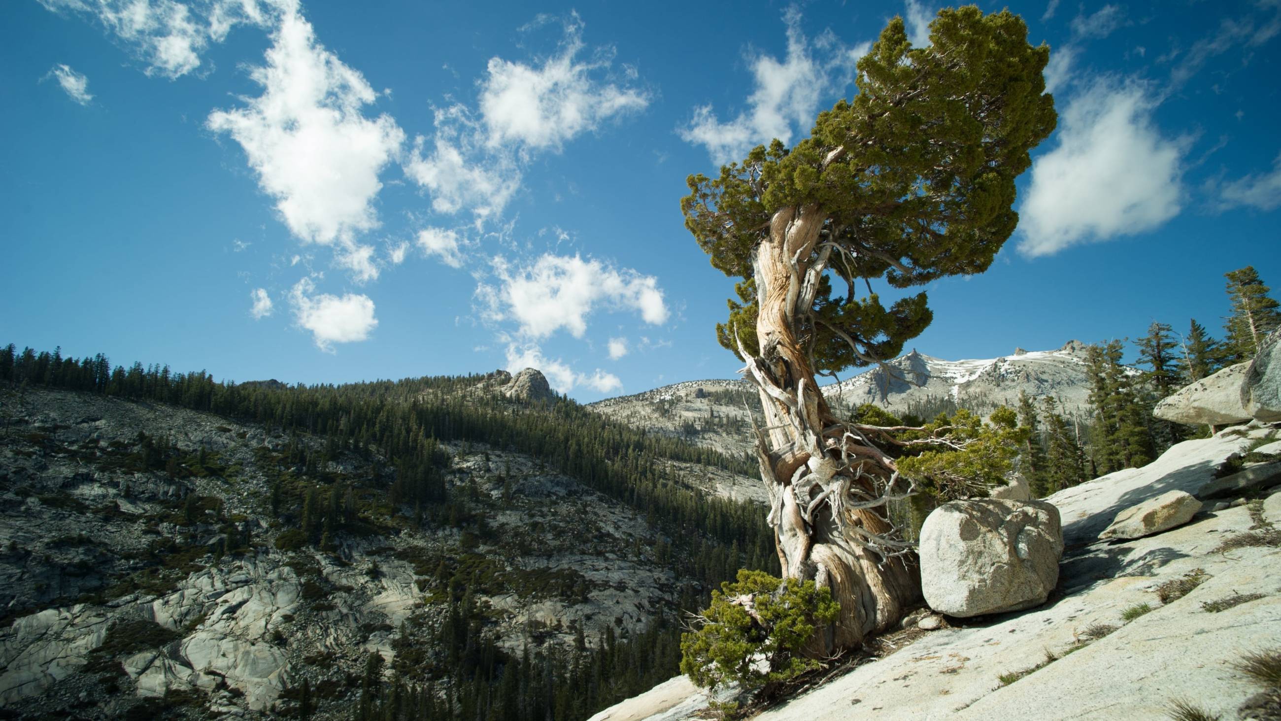 Cubierta de Los bosques de nuestro planeta