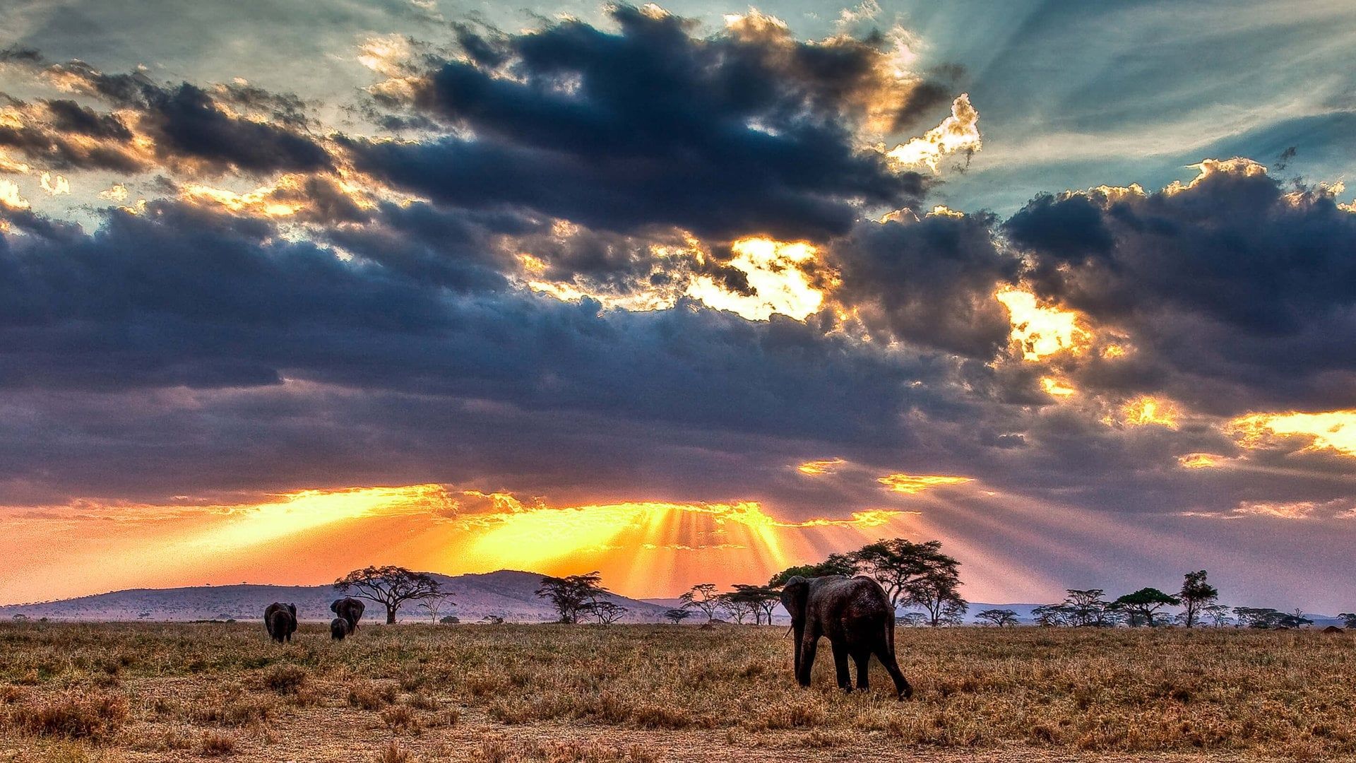 Cubierta de Nomads of the Serengeti