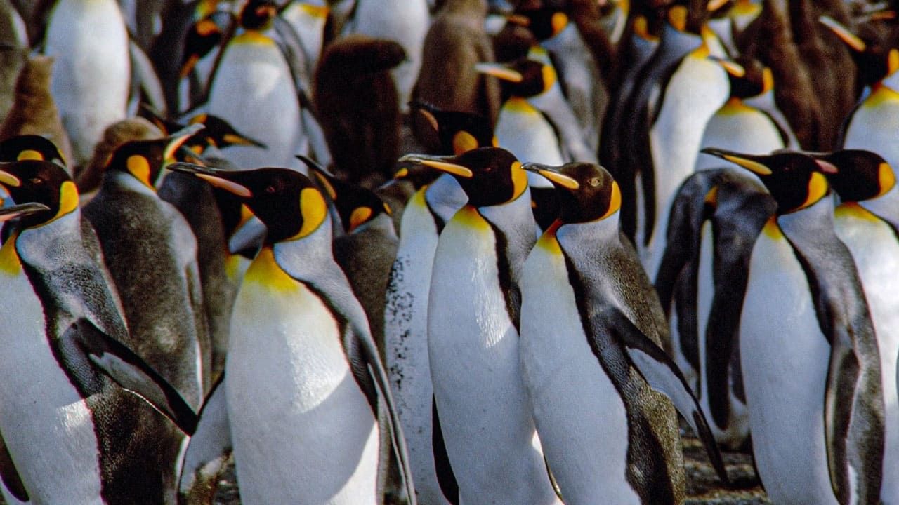 Cubierta de El congreso de los pingüinos