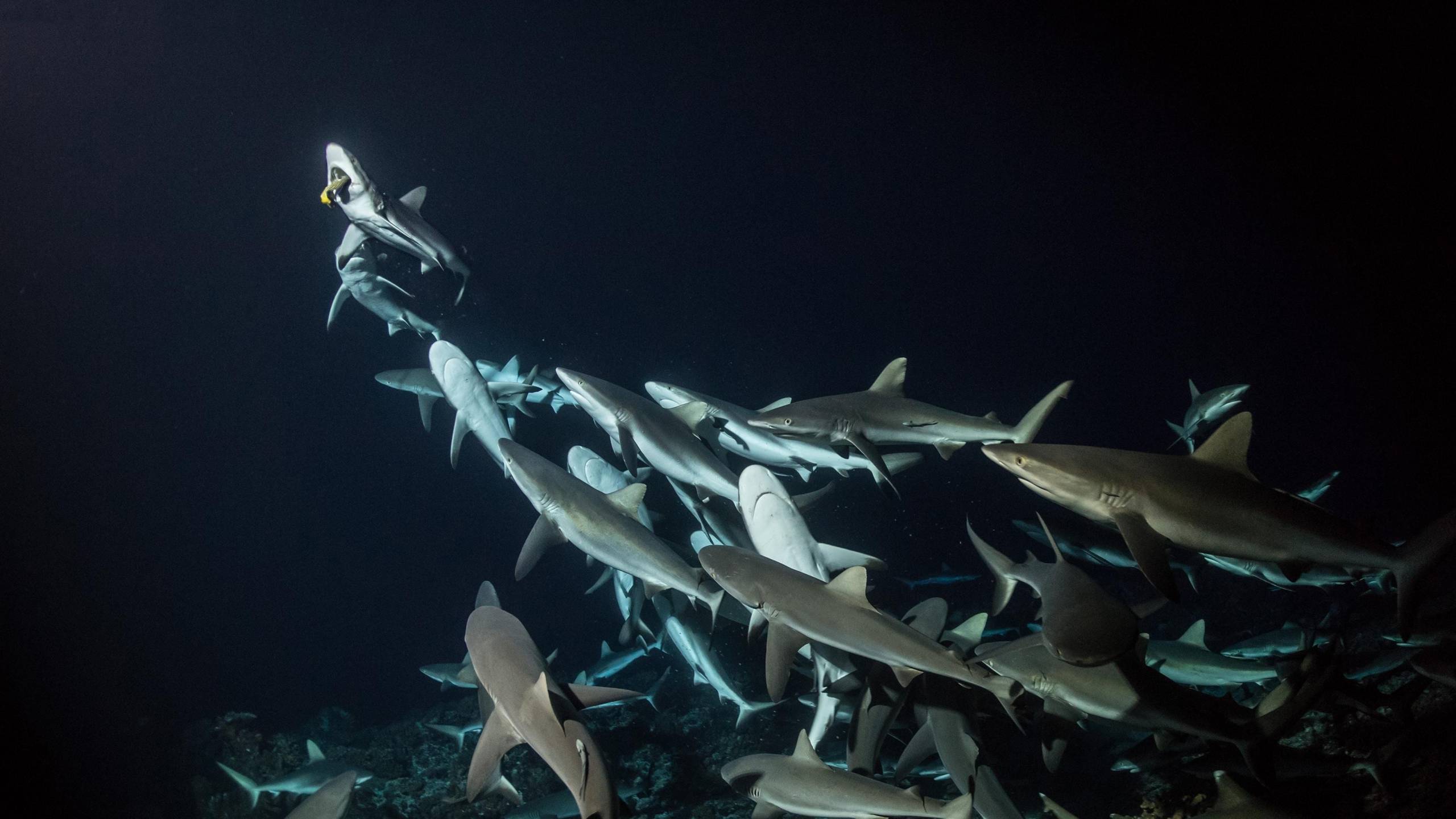 Cubierta de 700 tiburones