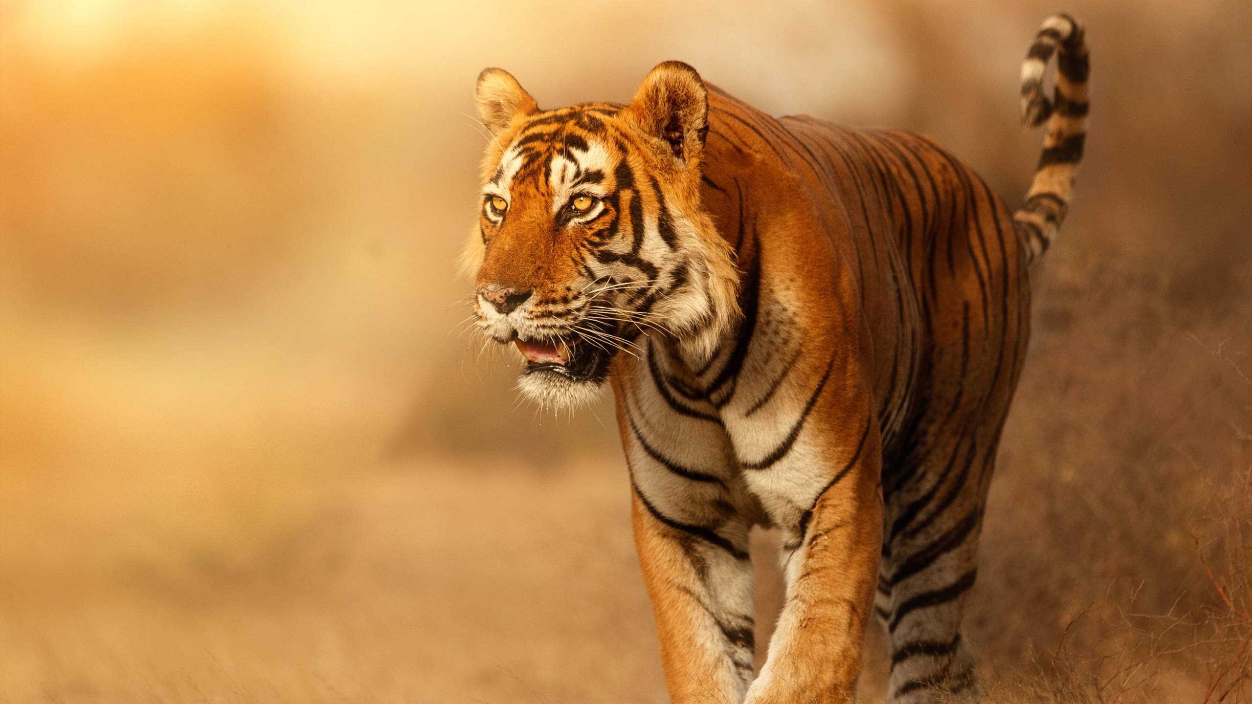 Cubierta de Felinos salvajes de la India