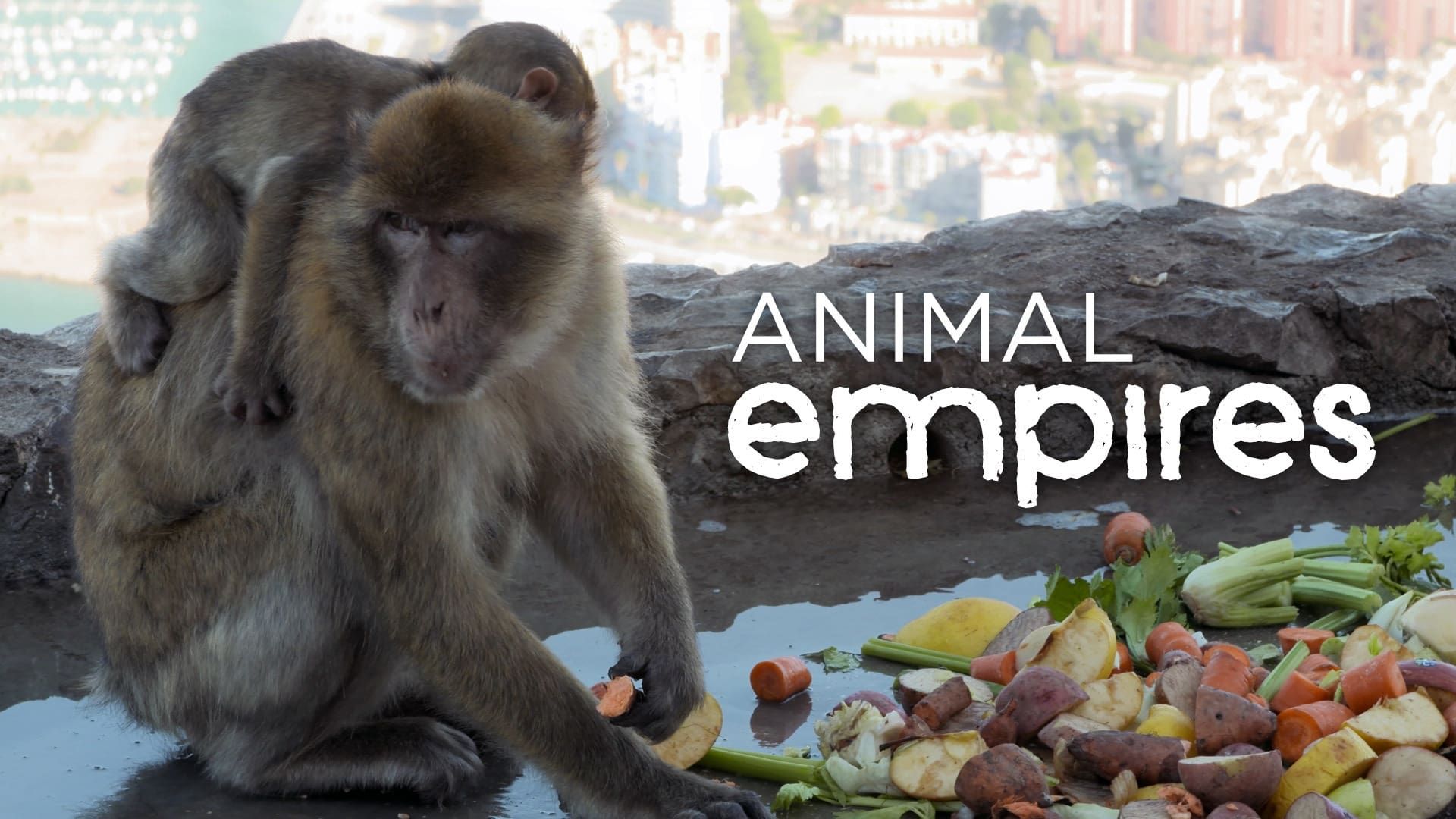 Cubierta de Animal Empire