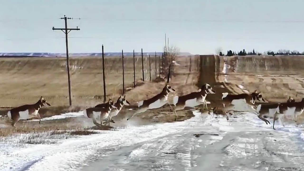 Cubierta de Les Antilopes