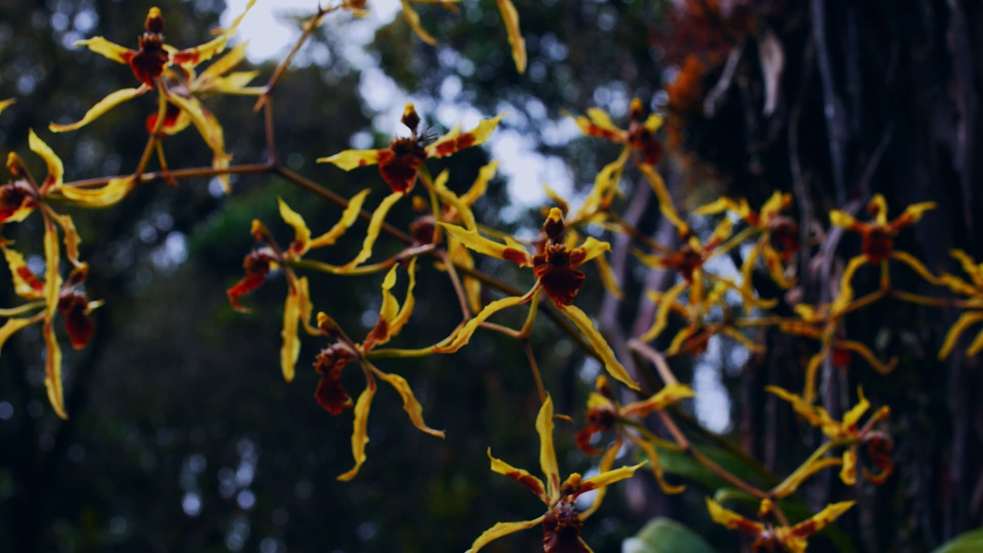 Cubierta de Homo Botanicus