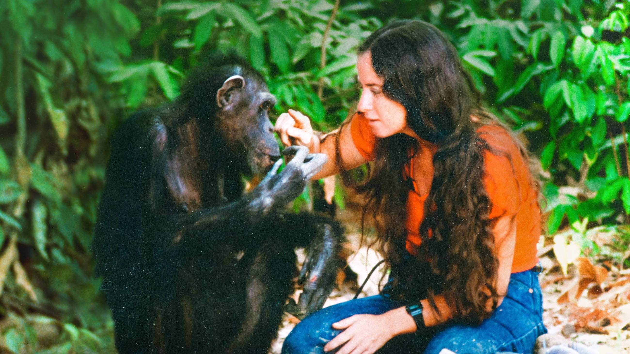 Cubierta de Lucy, the Human Chimp
