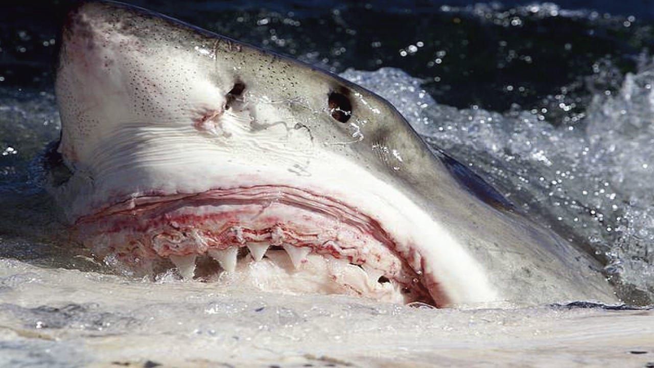 Cubierta de Killer Sharks: The Attacks of Black December
