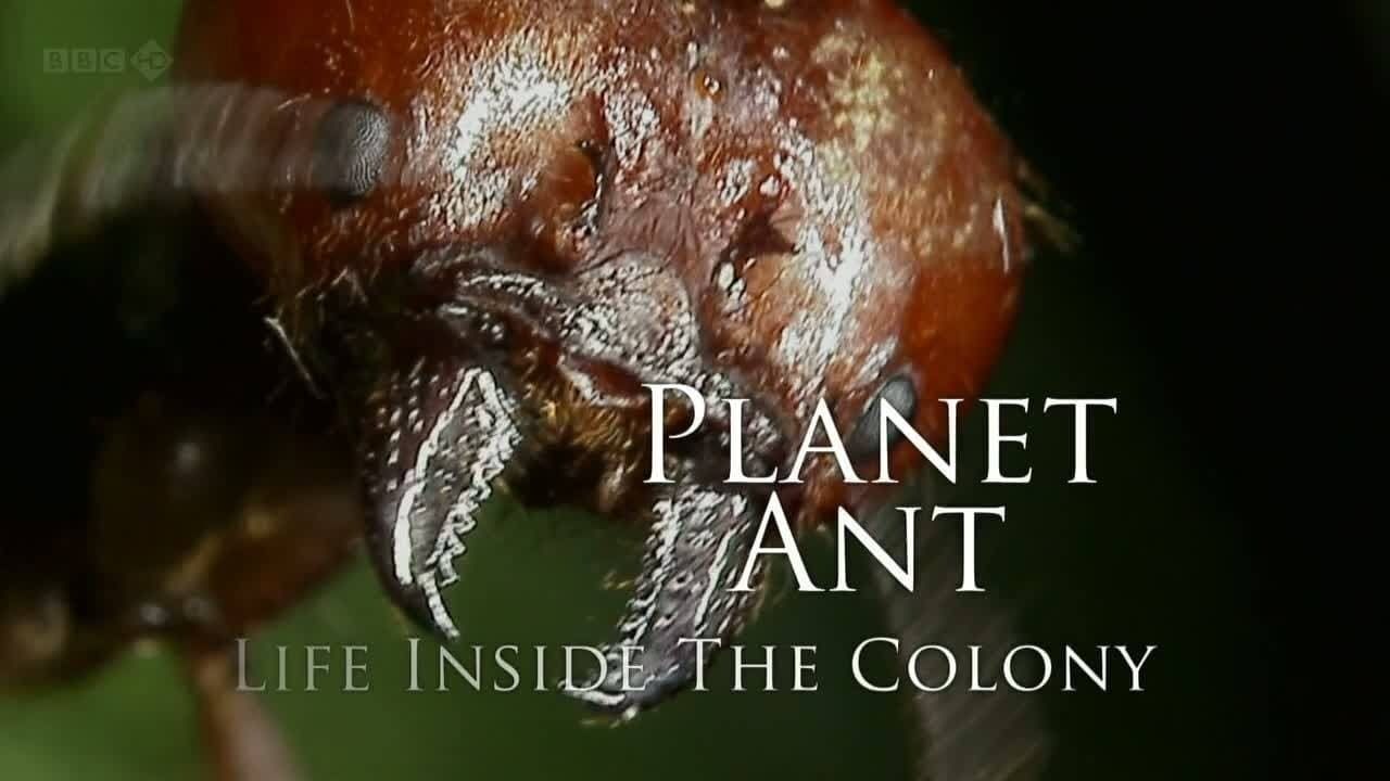 Cubierta de Planet Ant: Life Inside the Colony