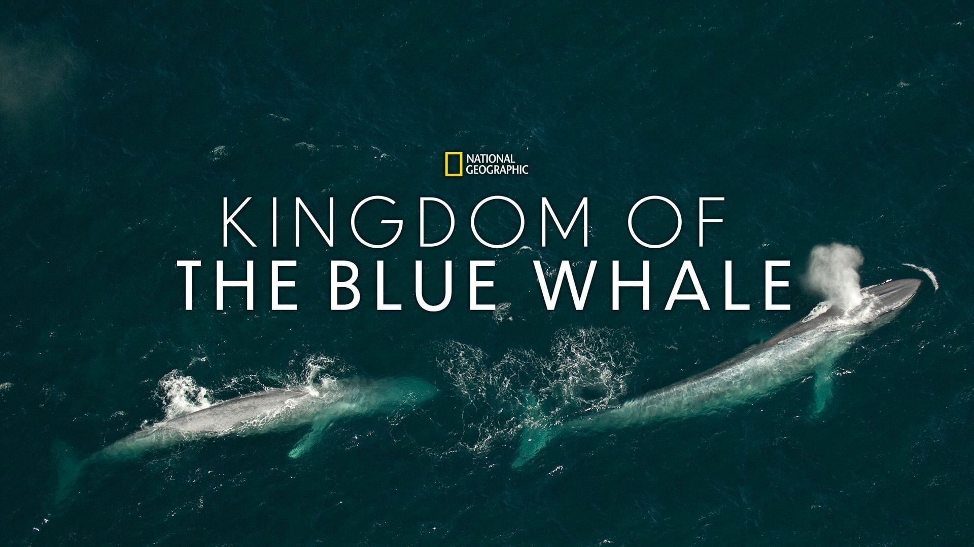 Cubierta de Blue Whale