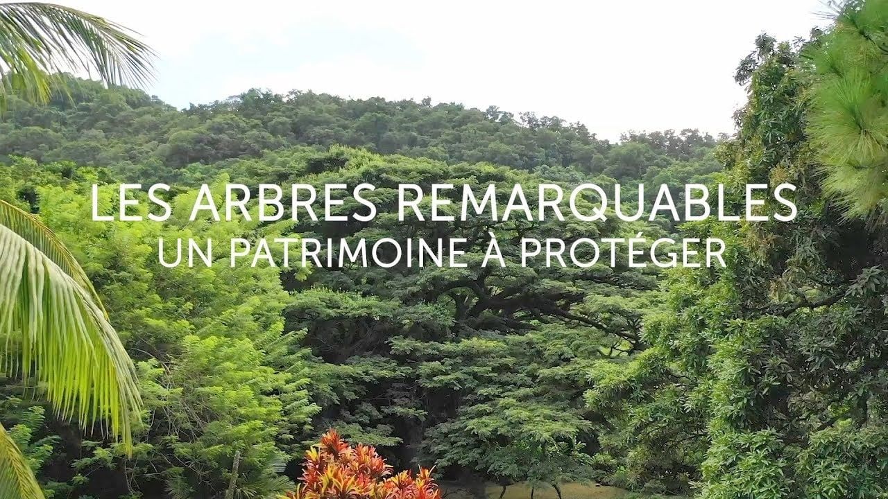 Cubierta de Les arbres remarquables - Un patrimoine à protéger