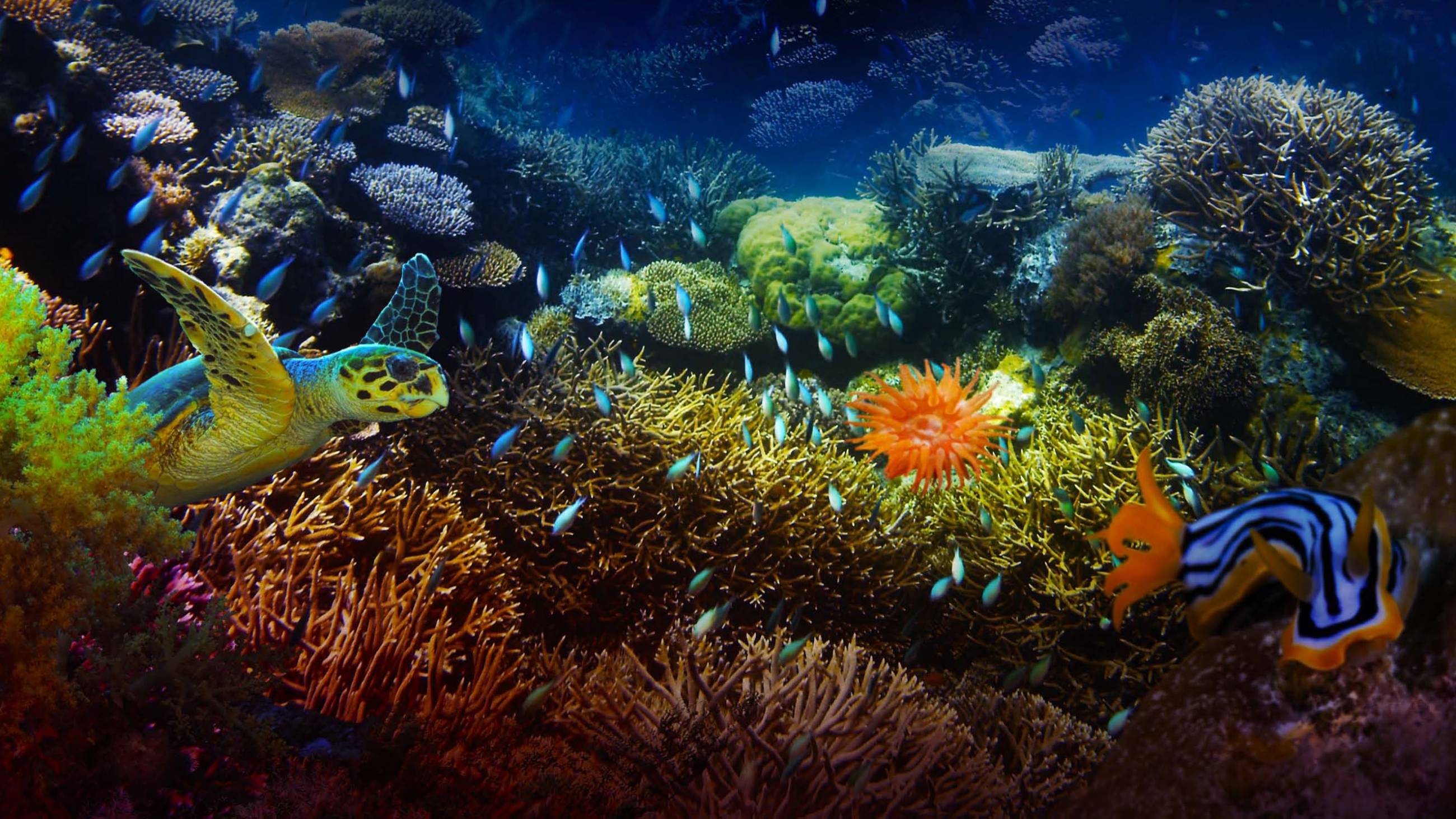 Cubierta de The Last Reef 3D