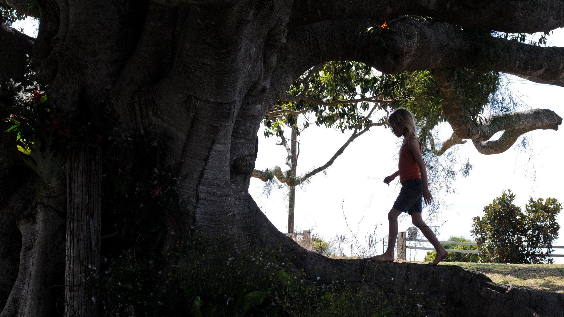 Cubierta de El árbol