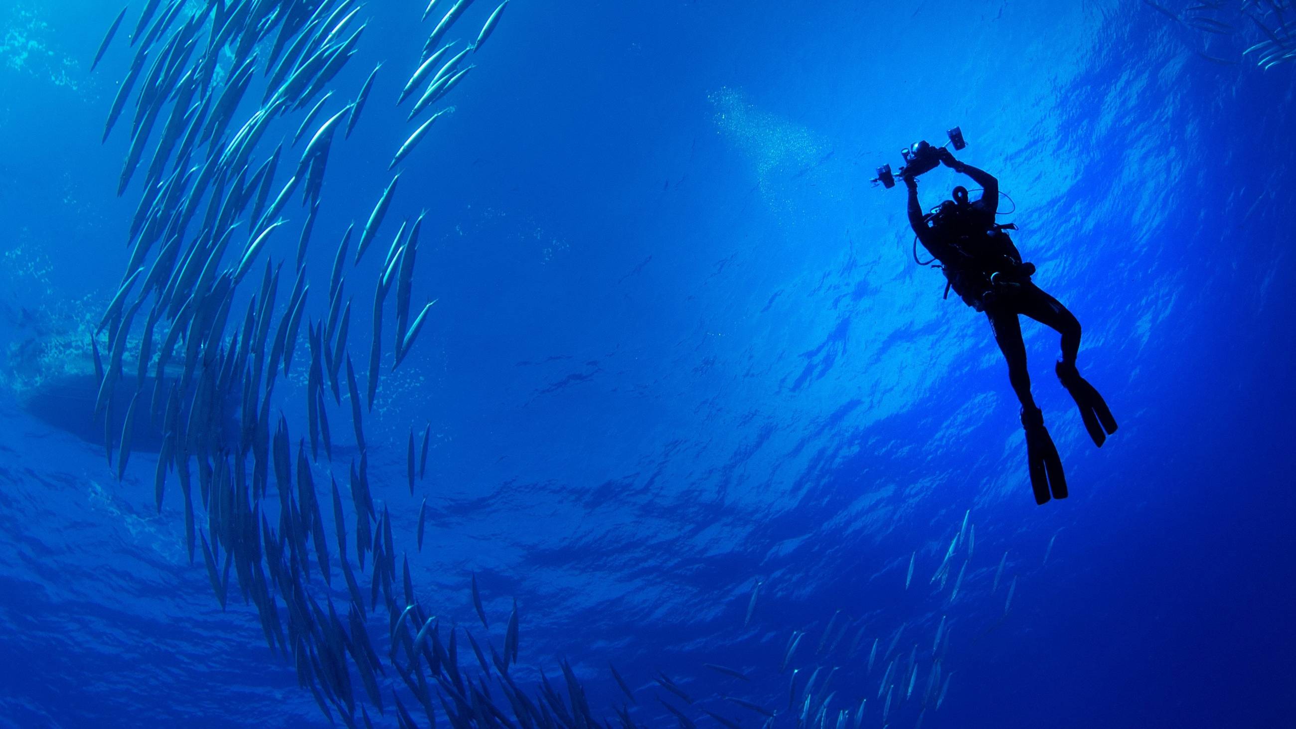 Cubierta de Los tiburones de las islas Pitcairn