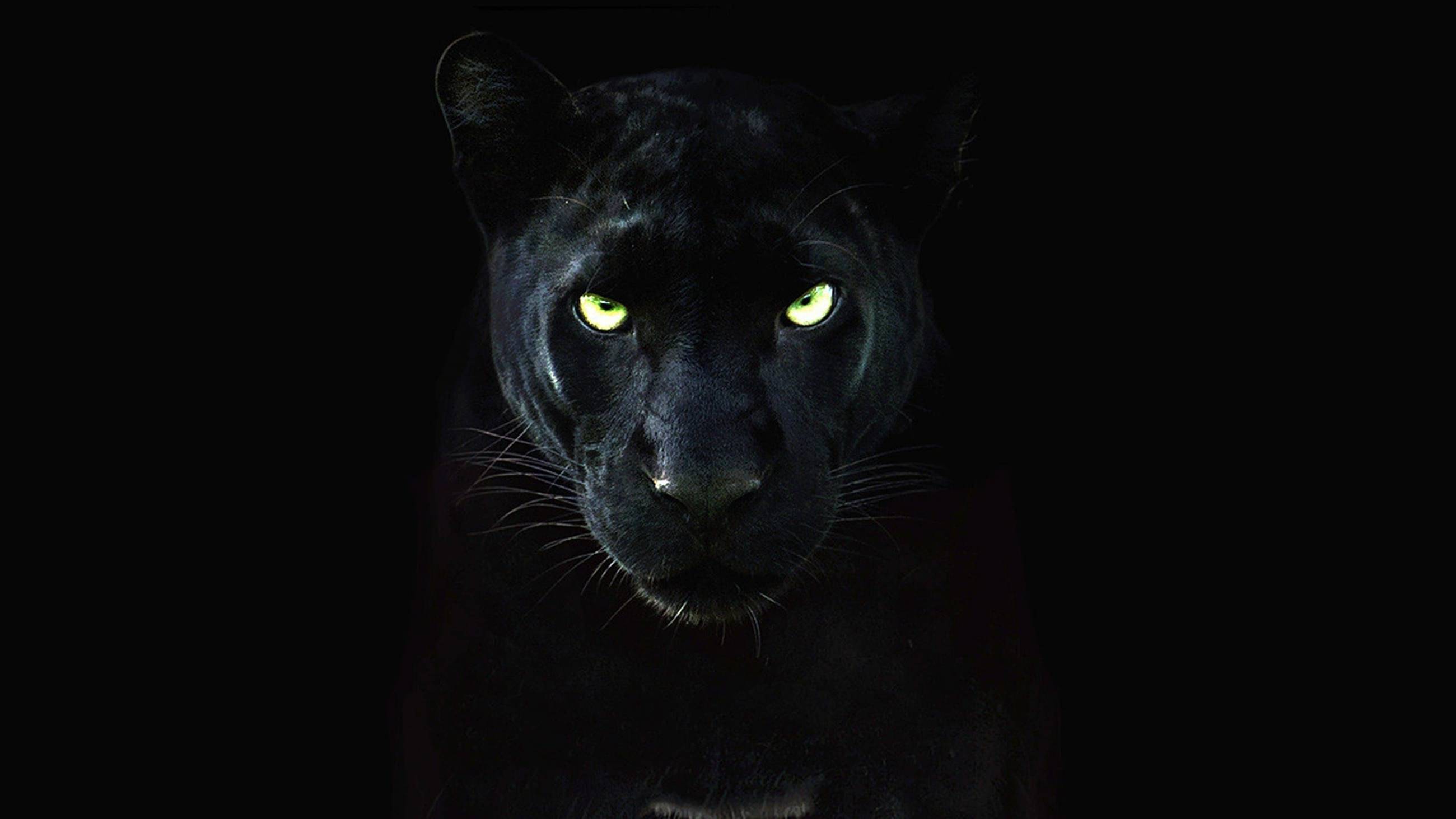 Cubierta de The Real Black Panther