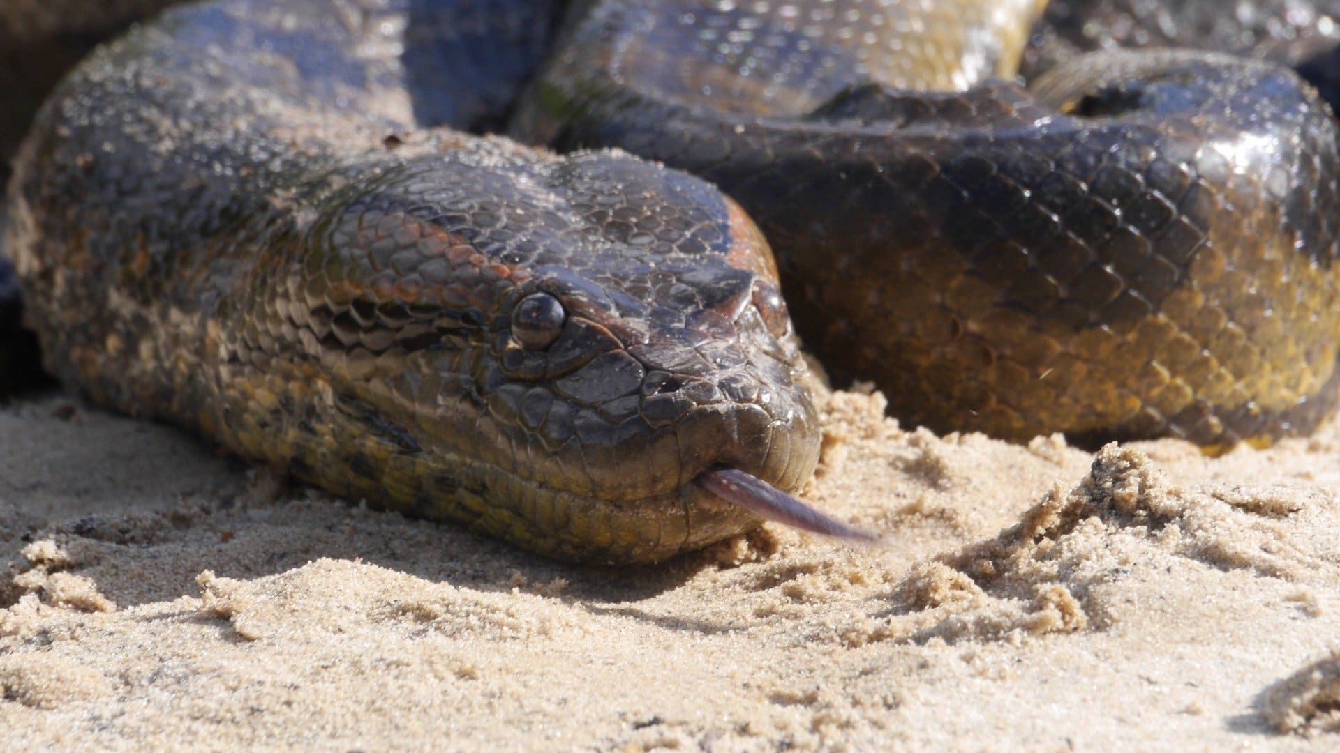 Cubierta de Anaconda: Asesina silenciosa