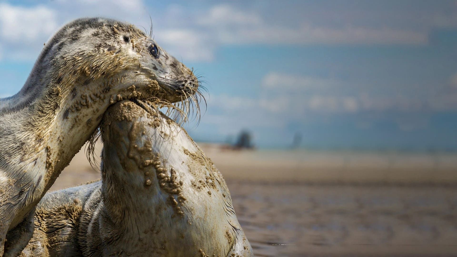 Cubierta de La mer des Wadden - Vivre au rythme des marées