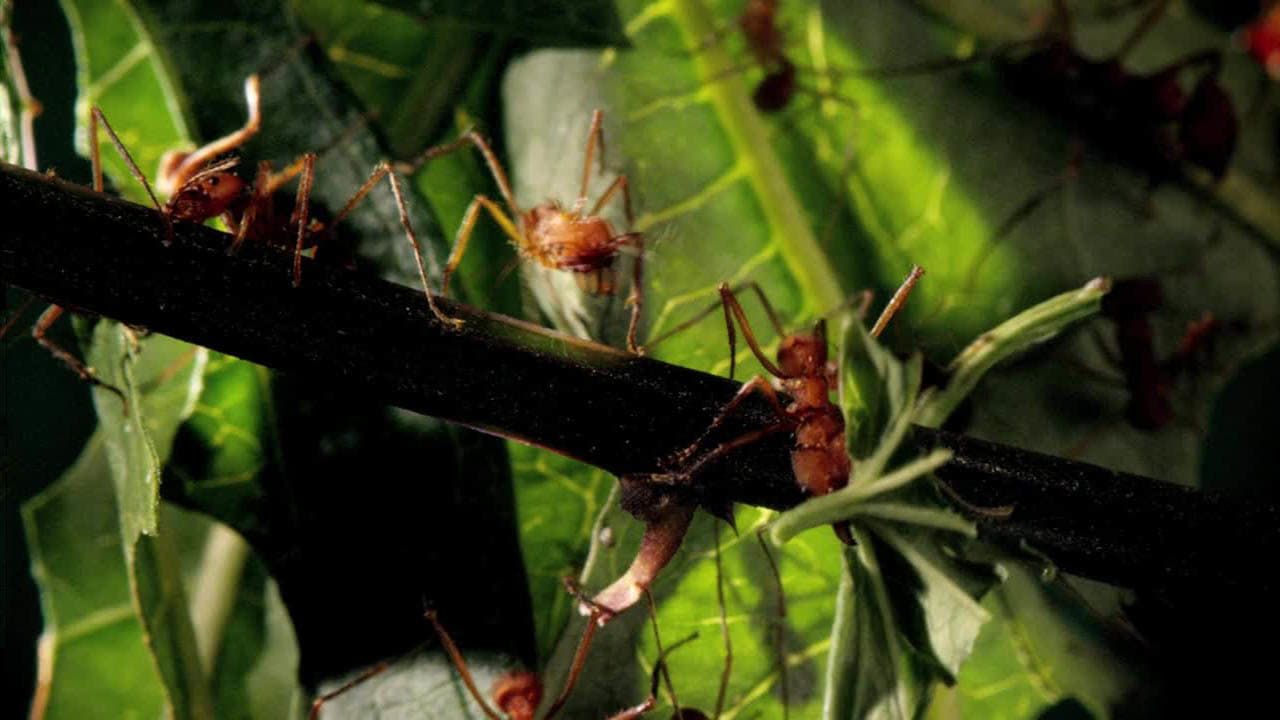 Cubierta de Micro Monsters with David Attenborough