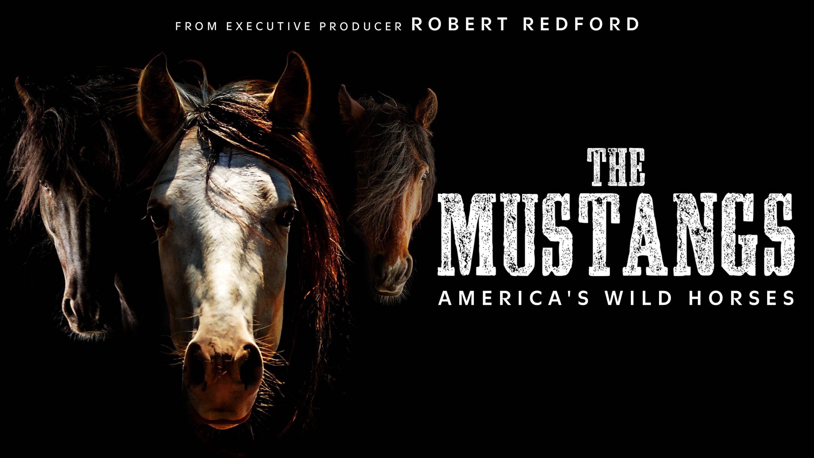 Cubierta de The Mustangs: America\'s Wild Horses