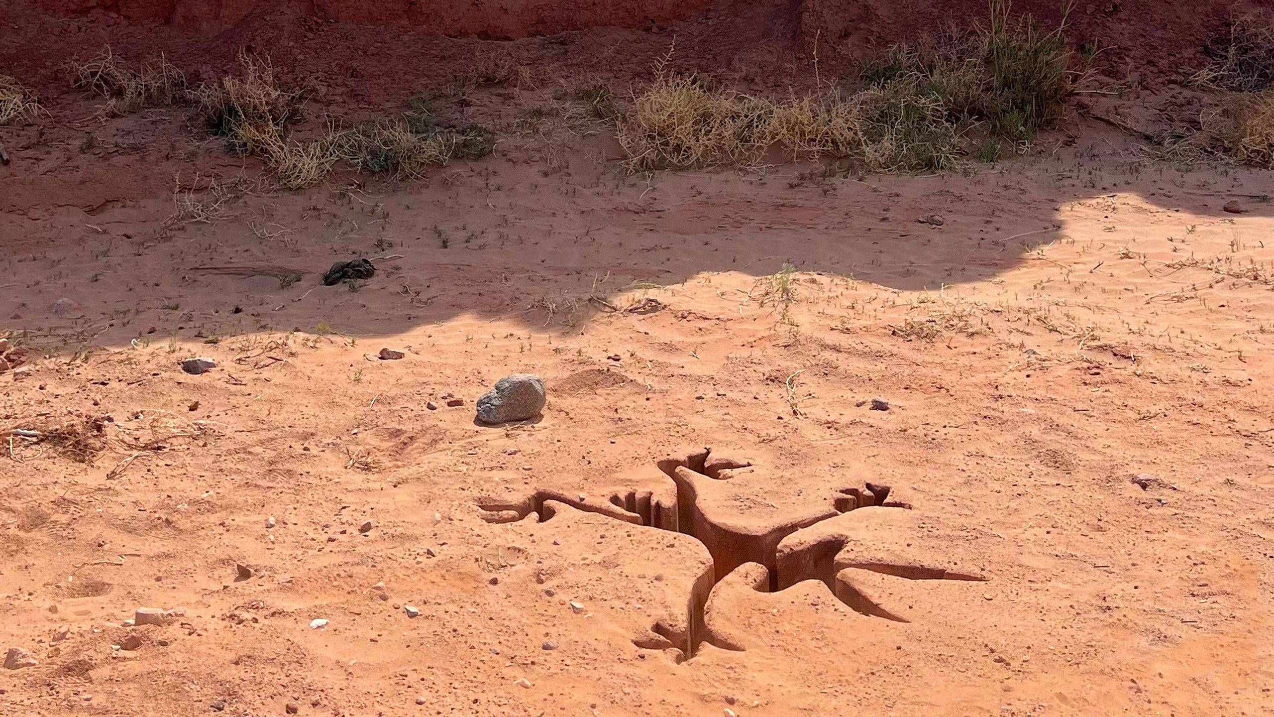 Cubierta de Coyote vs. Acme