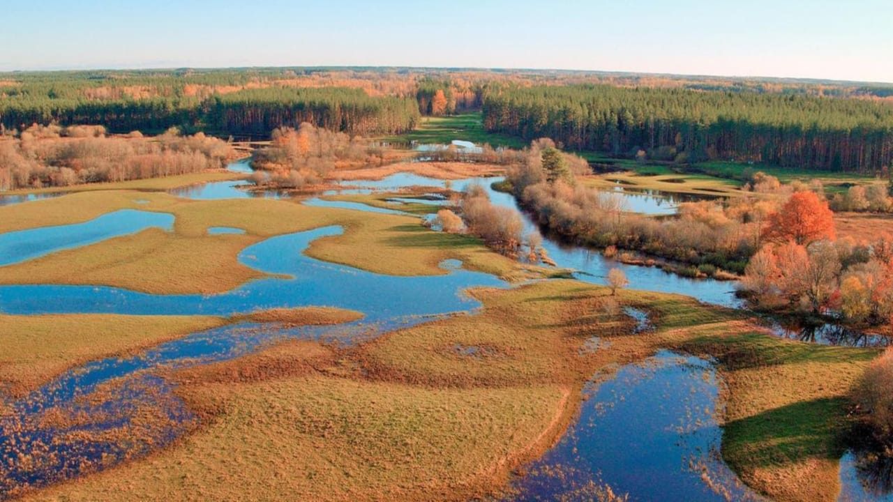 Cubierta de Los alces de Matsalu