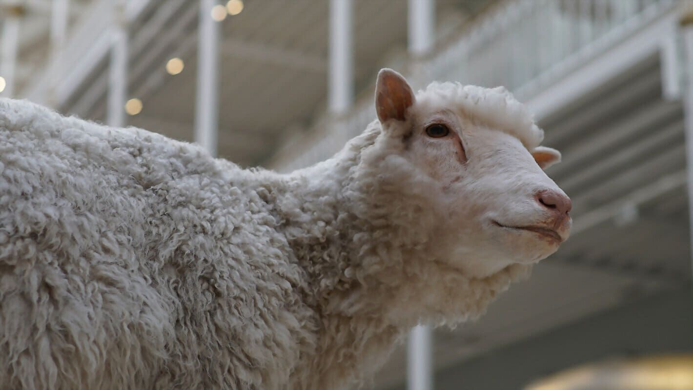 Cubierta de Dolly: la oveja que cambió el mundo