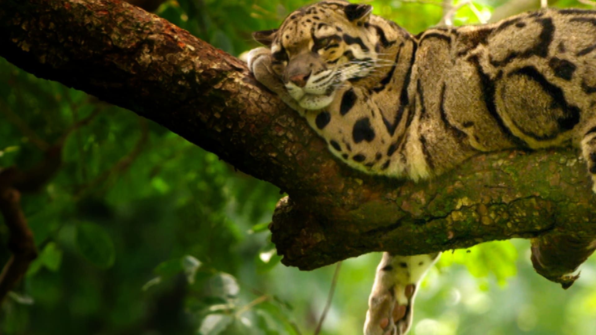 Cubierta de India\'s Wild Leopards