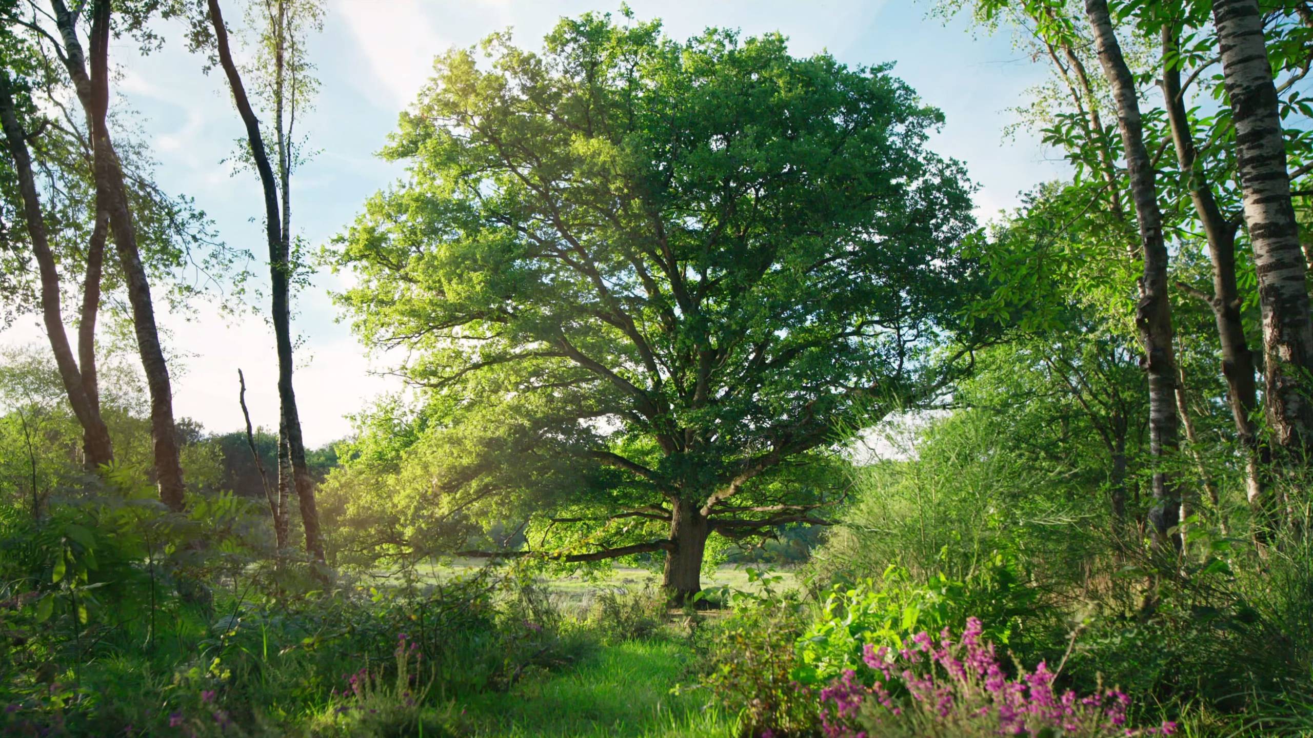 Cubierta de Heart of Oak