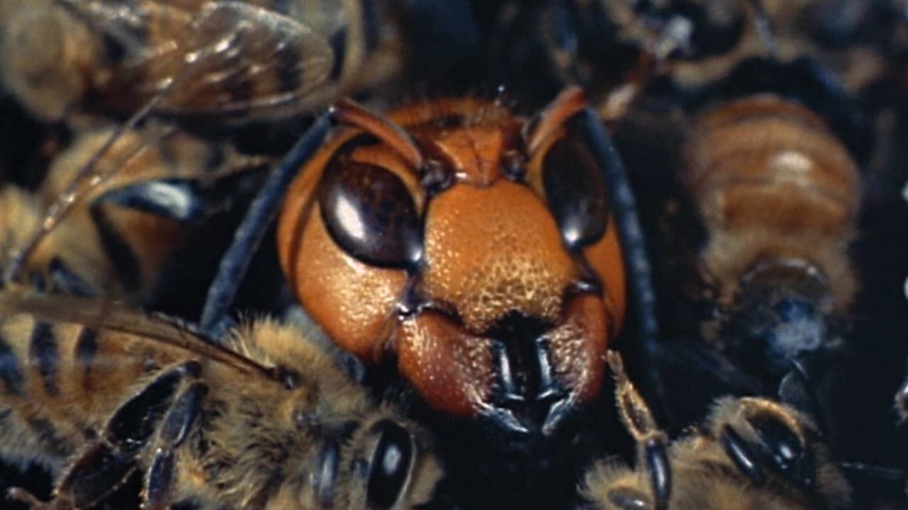 Cubierta de Los herederos de la tierra