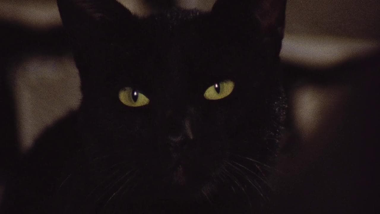 Cubierta de The Black Cat