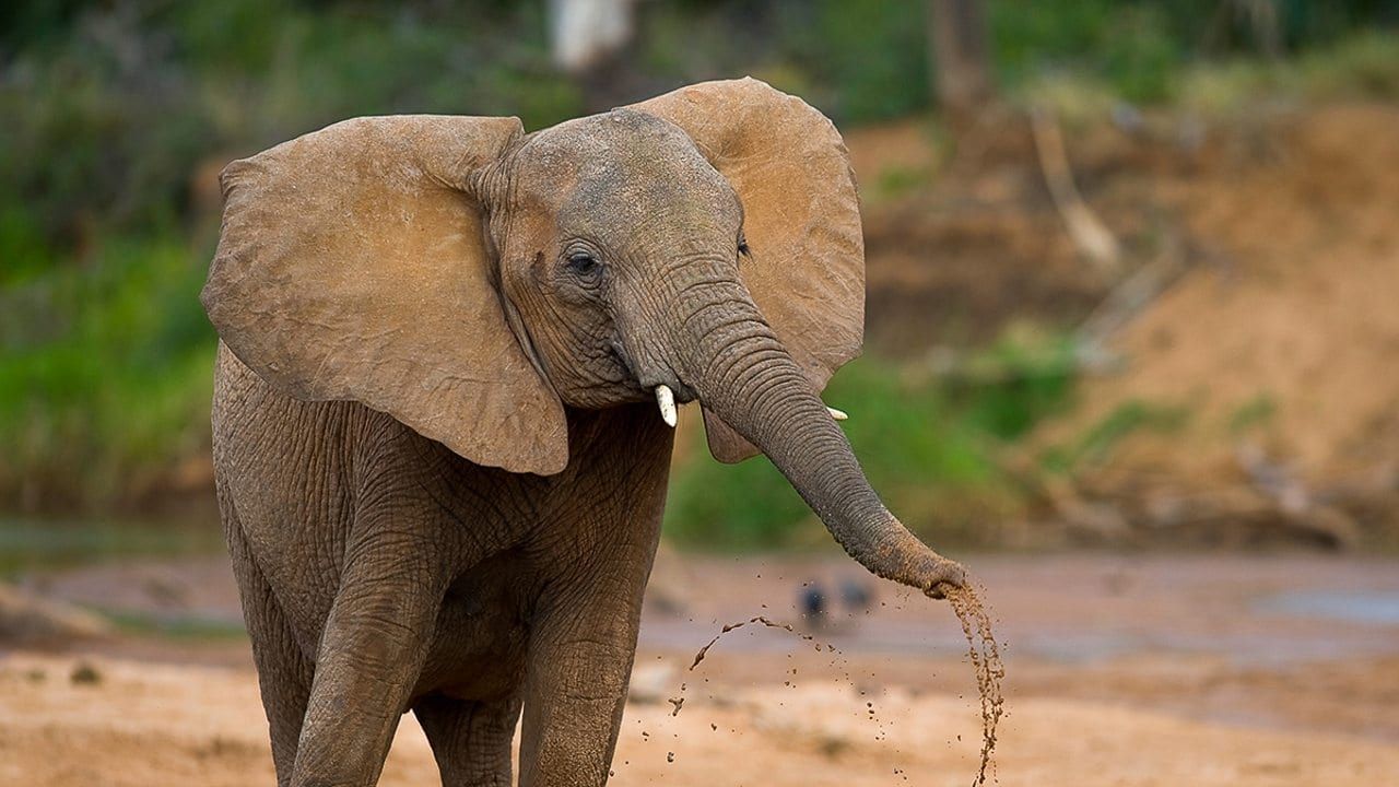 Cubierta de La vida secreta de los elefantes
