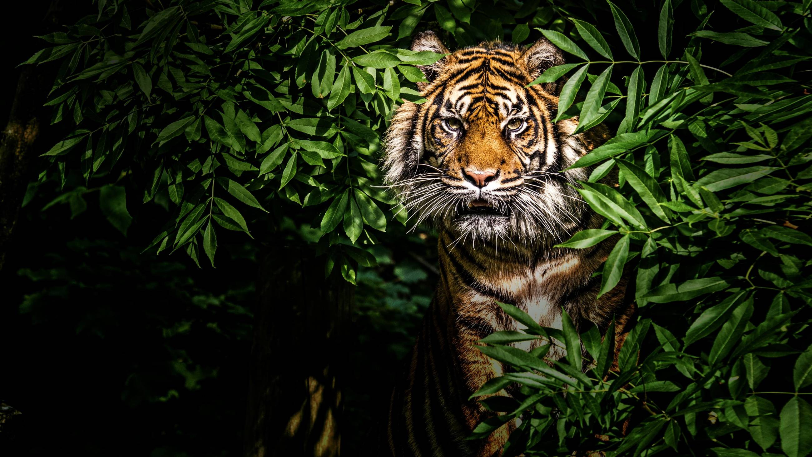 Cubierta de Los felinos de Tailandia