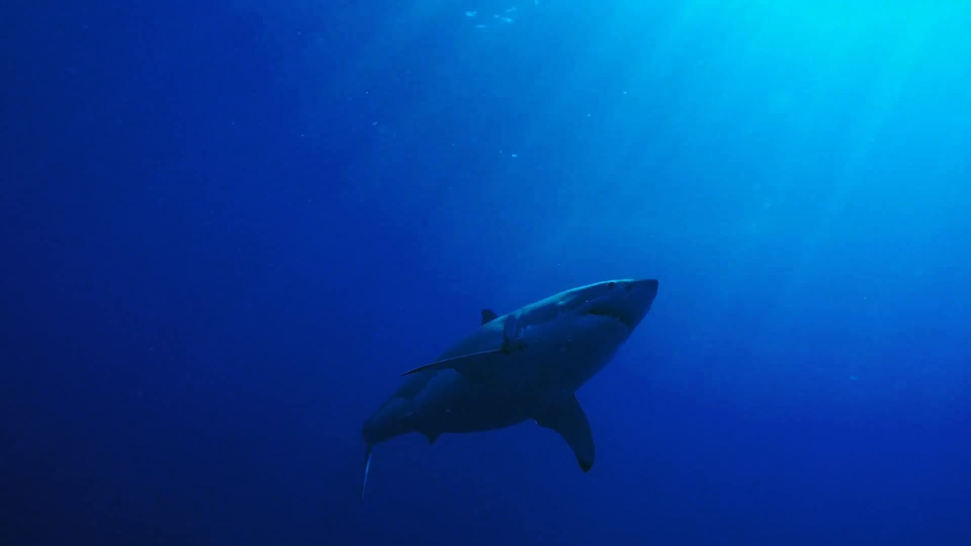 Cubierta de Tiburón: El regreso