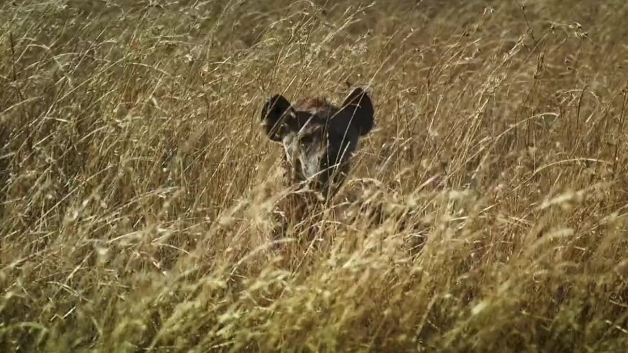 Cubierta de Sobrevivir en la naturaleza