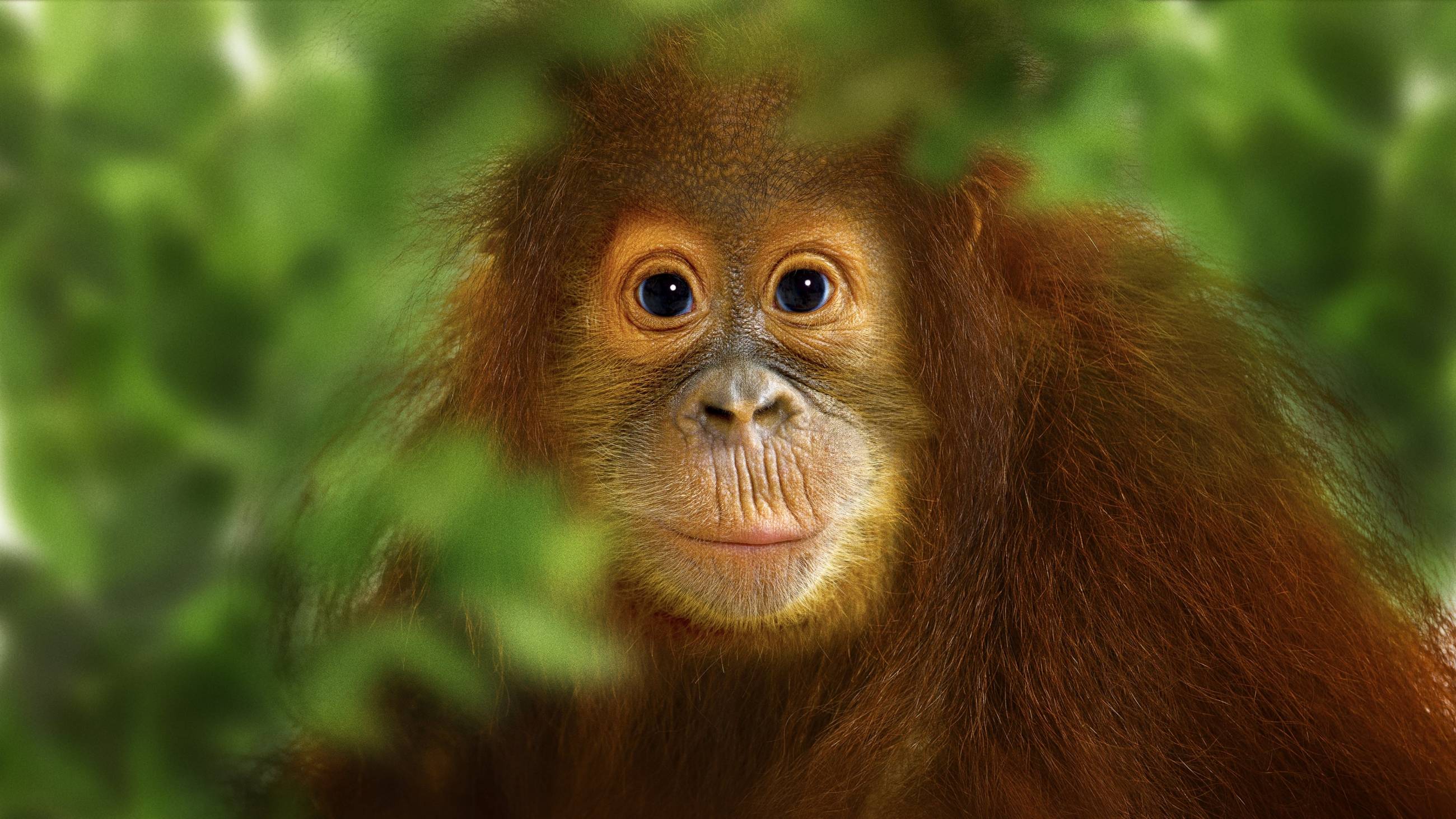 Cubierta de Operation Orangutan