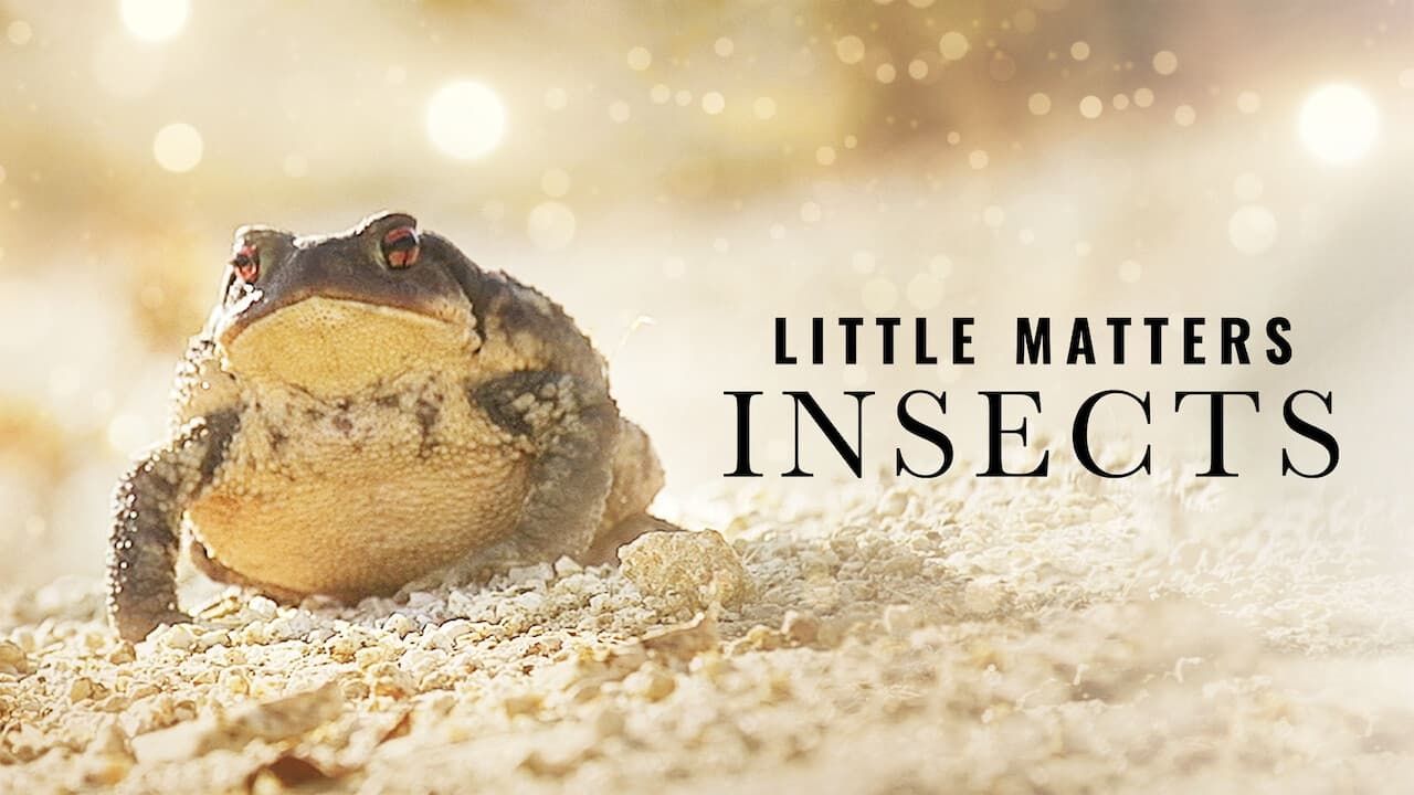 Cubierta de Little Matters: Insects