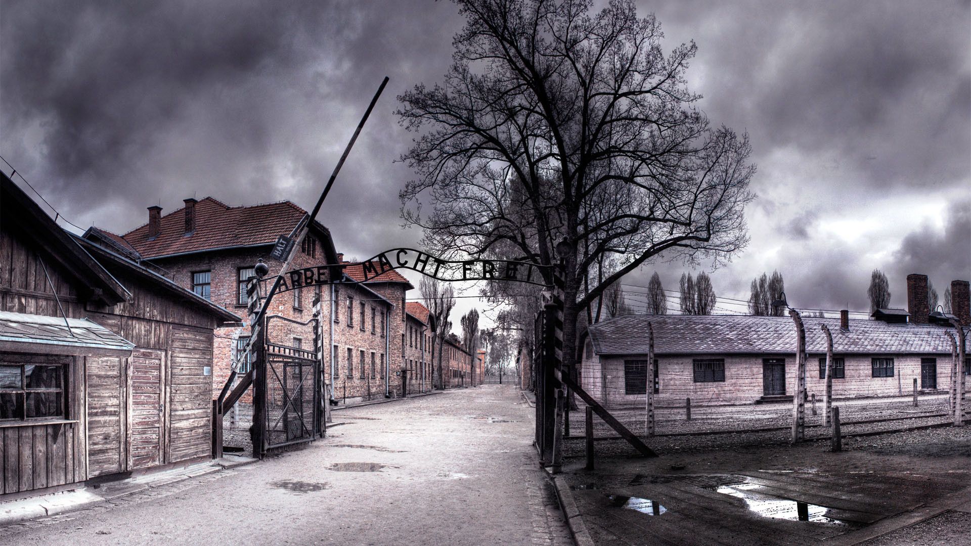 Cubierta de Auschwitz: Los nazis y la solución final