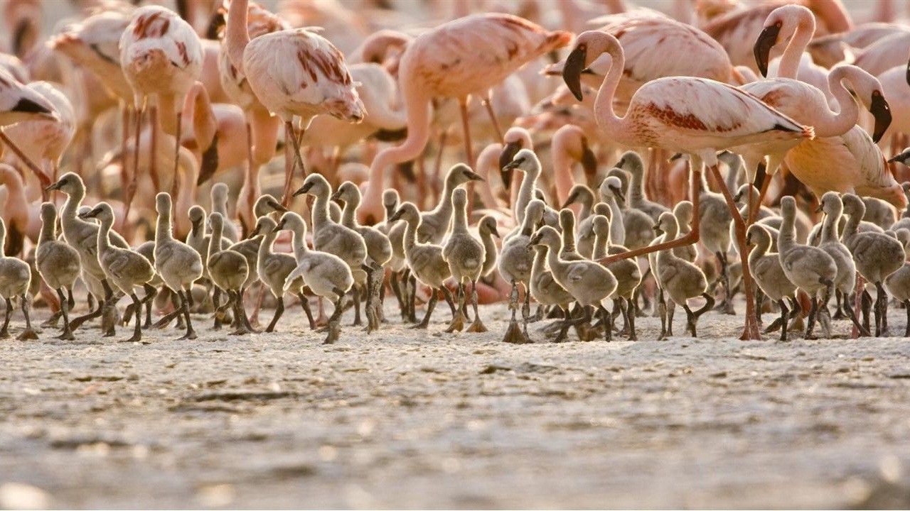 Cubierta de The Crimson Wing: Mystery of the Flamingos