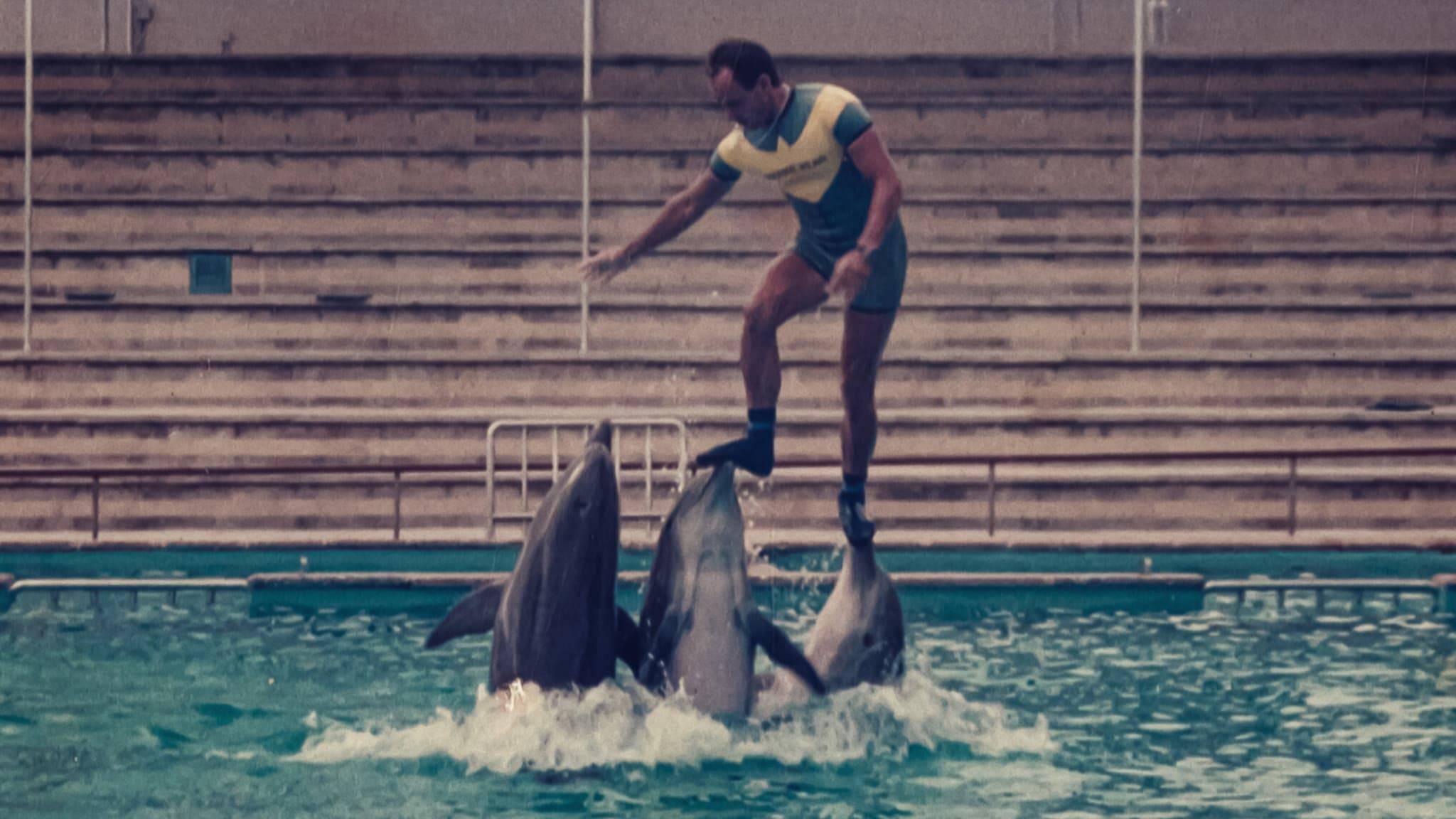 Cubierta de ¿Qué le pasó al rey de los delfines?