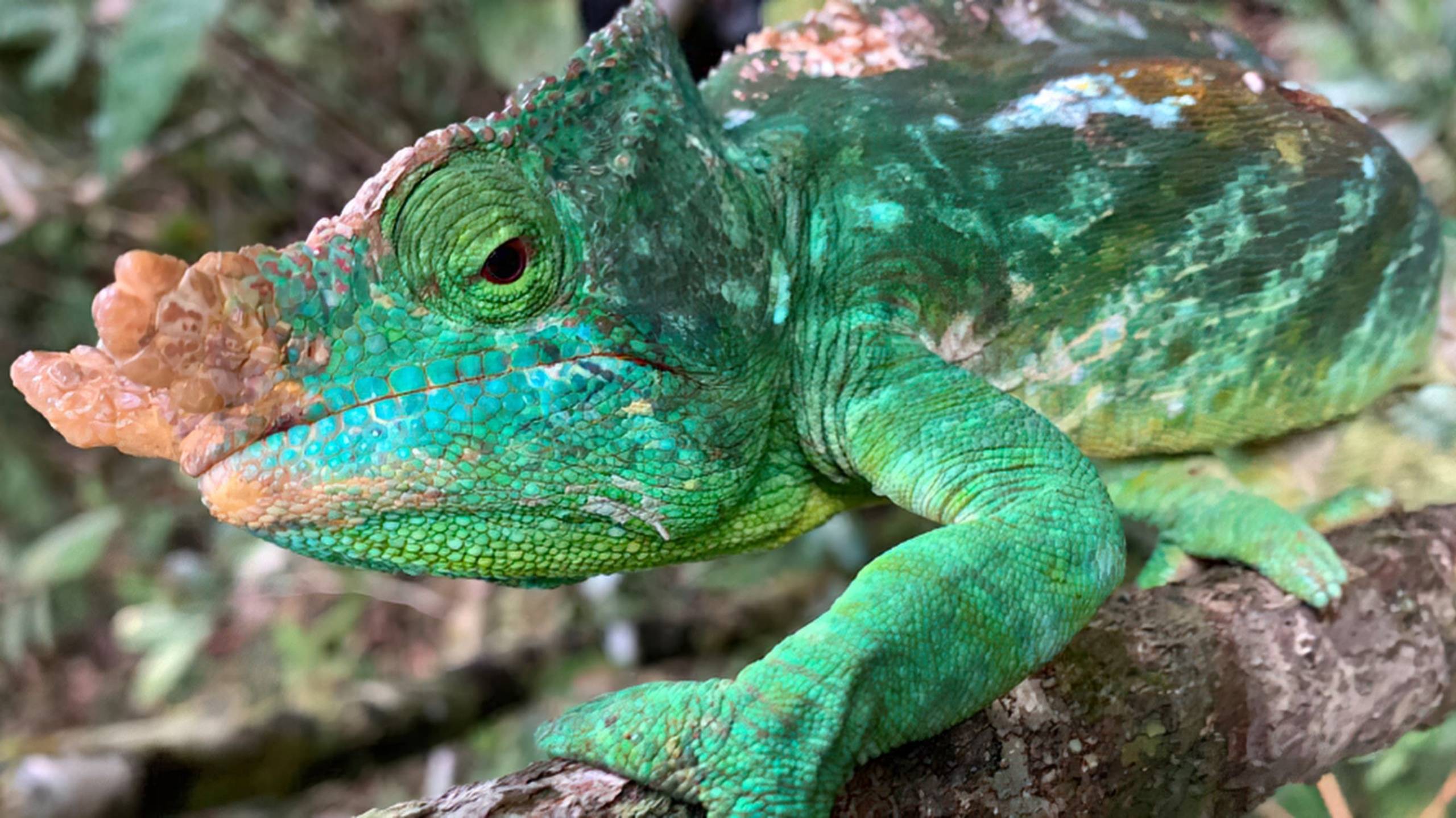 Cubierta de Madagascar desconocido