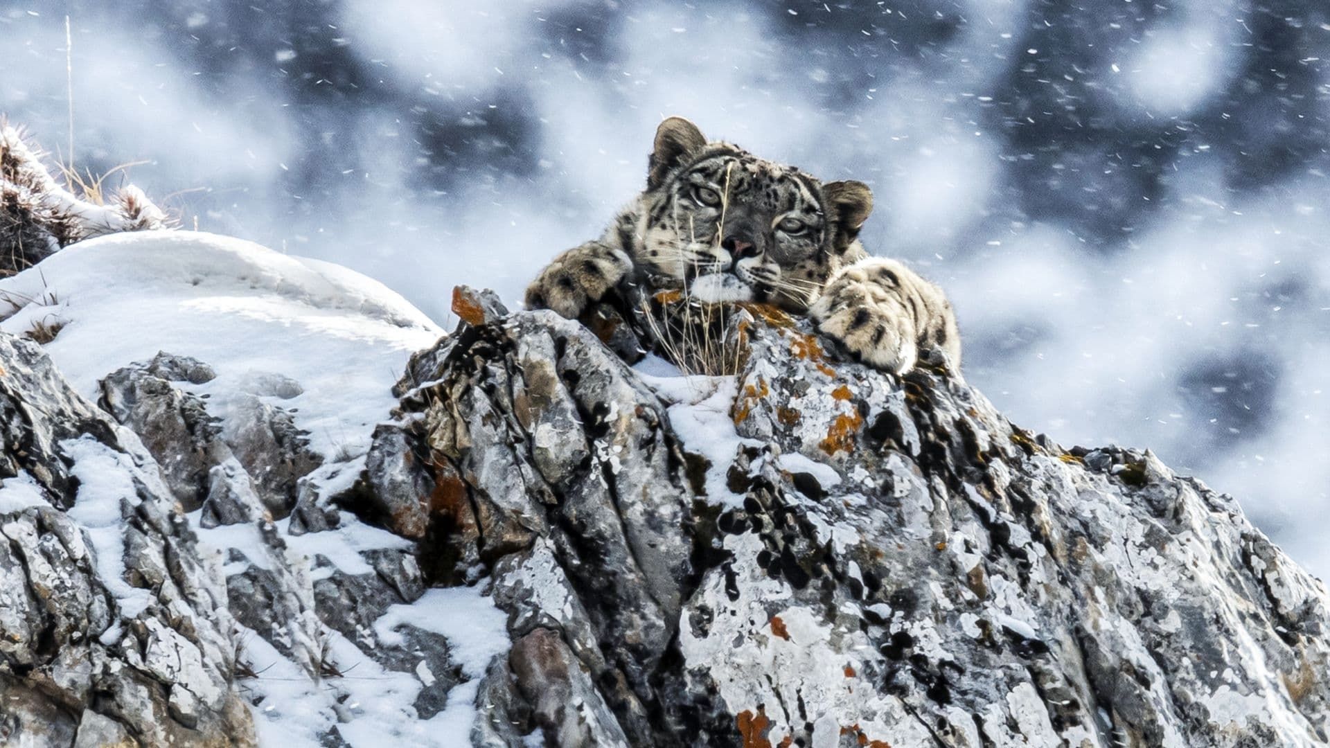 Cubierta de El reino helado del leopardo de las nieves