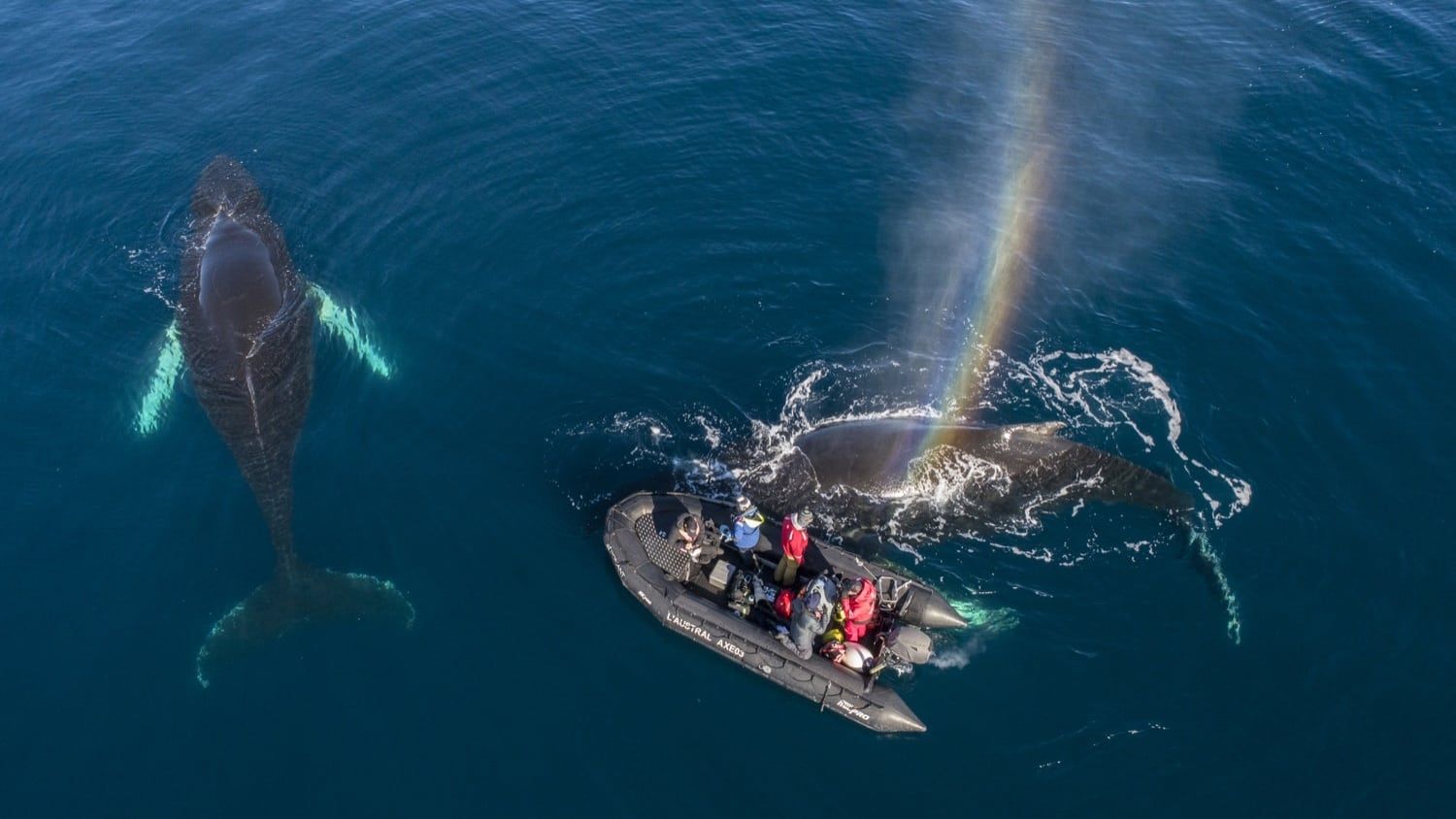 Cubierta de Whales in a Changing Ocean