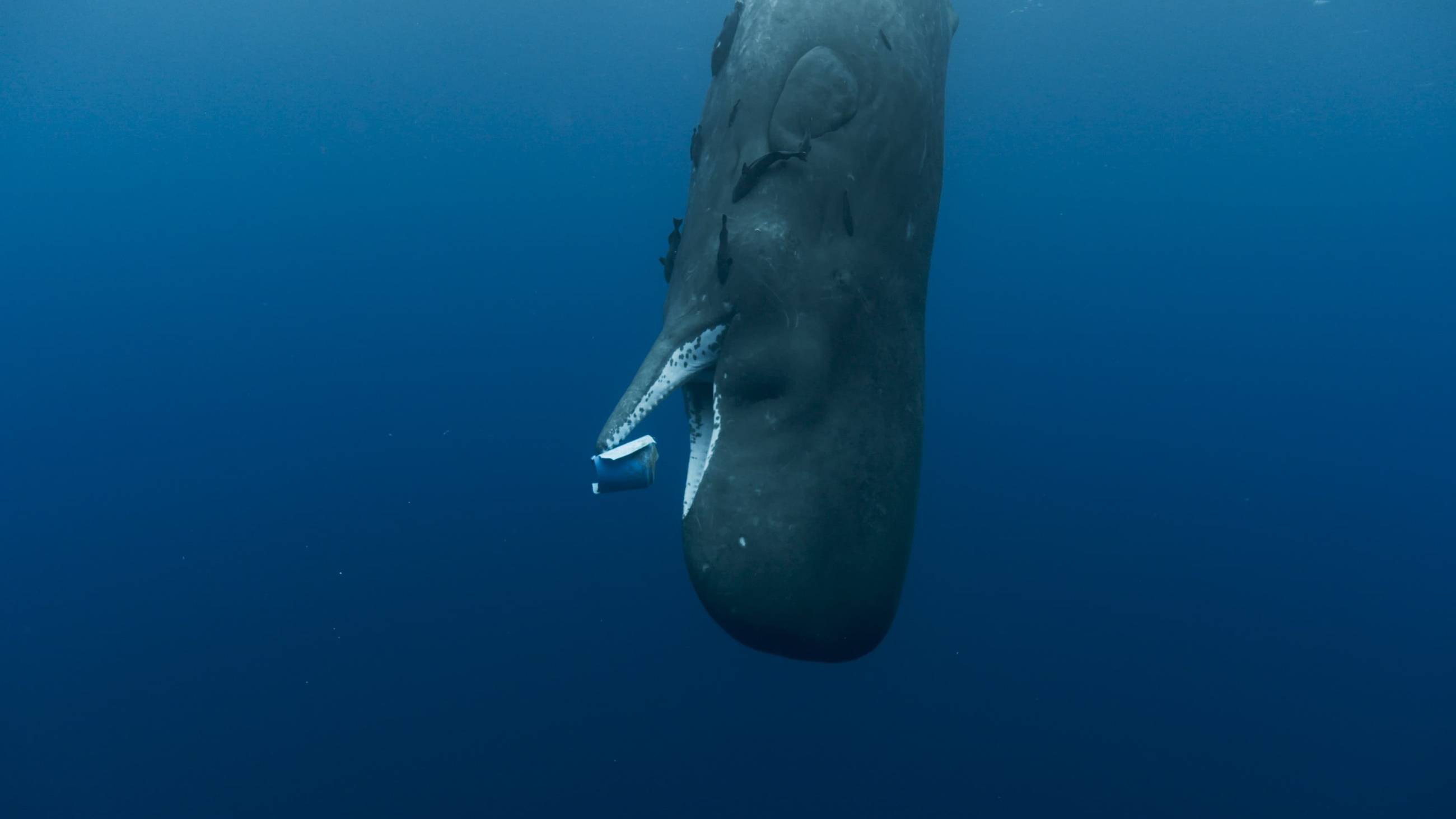 Cubierta de Las guardianas del planeta