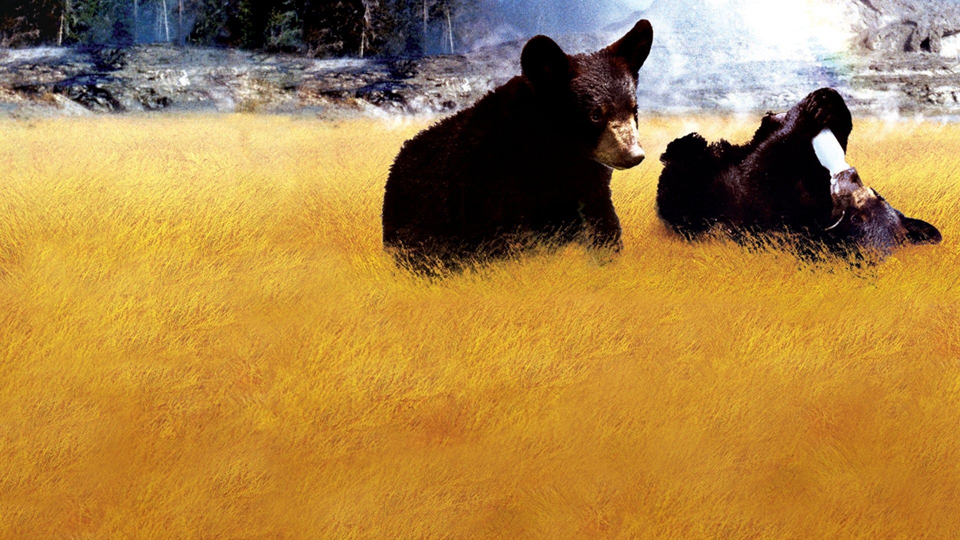 Cubierta de Yellowstone Cubs