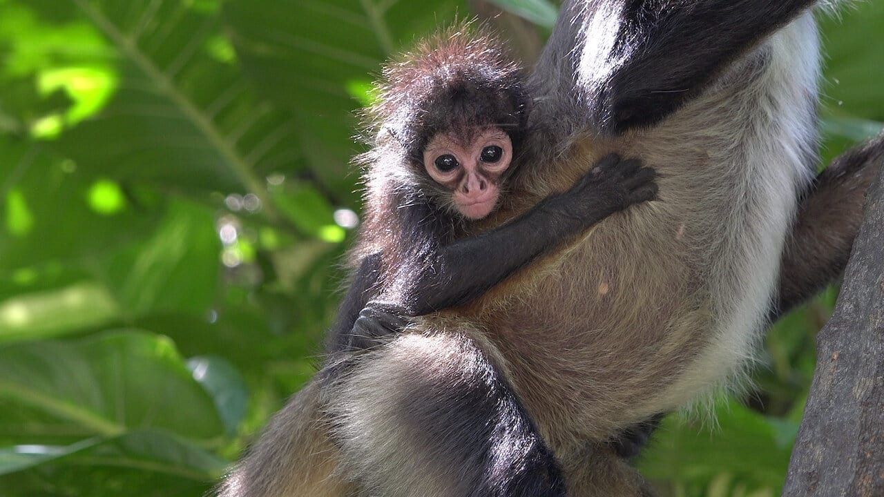 Cubierta de Nuestra naturaleza: la llamada de la selva